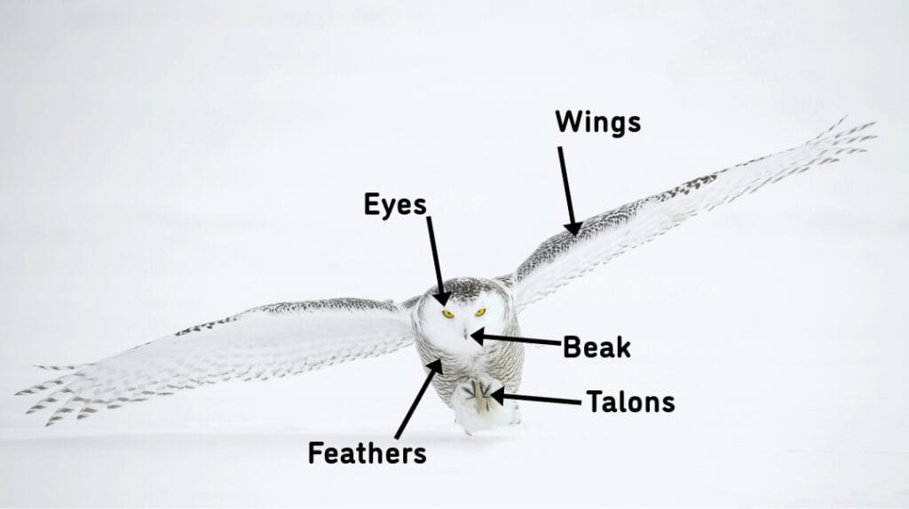 snowy owl at