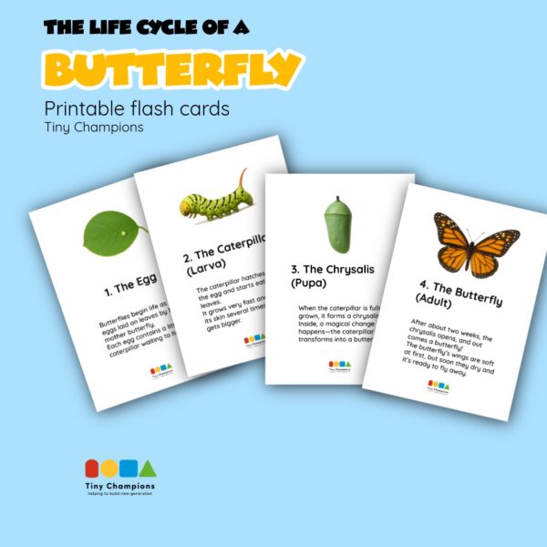 Life Cycle of a Butterfly - Printable Activity Pack - Image 3